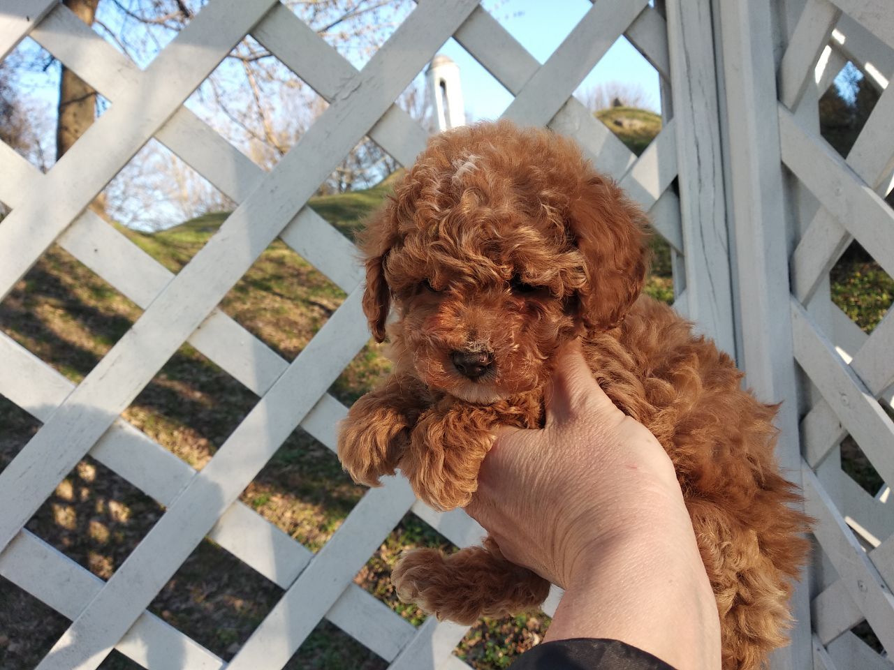 Цуценята мальтипу