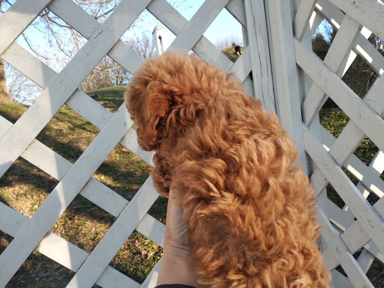 Цуценята мальтипу