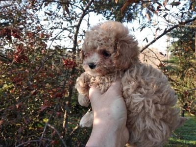 Цуценята мальтипу