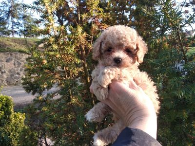 Цуценята мальтипу