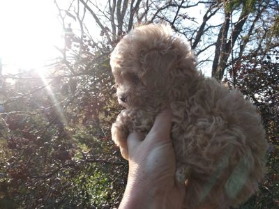 Цуценята мальтипу