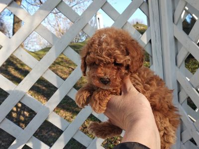 Цуценята мальтипу