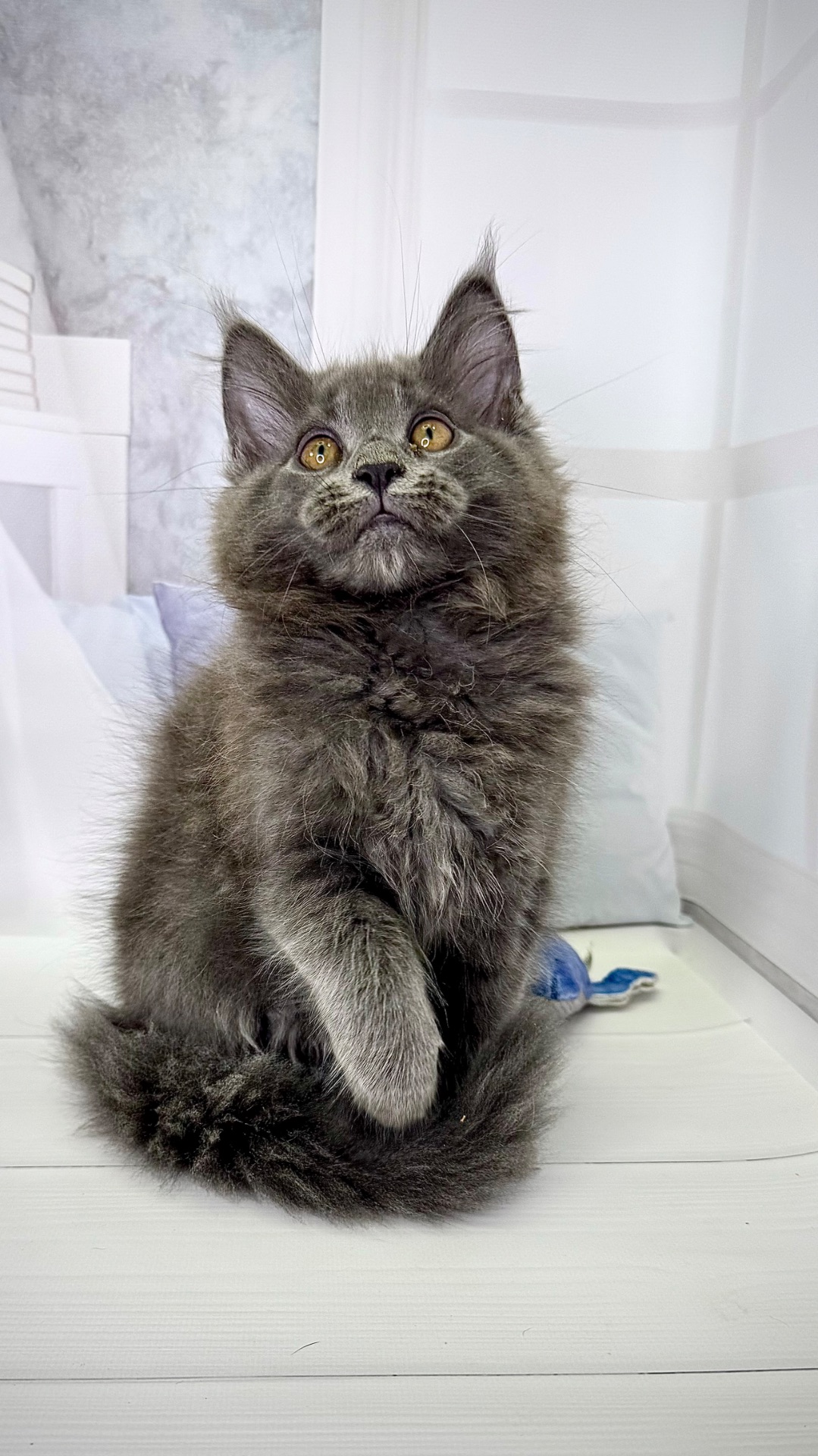 Елітна дівчинка мейн-кун