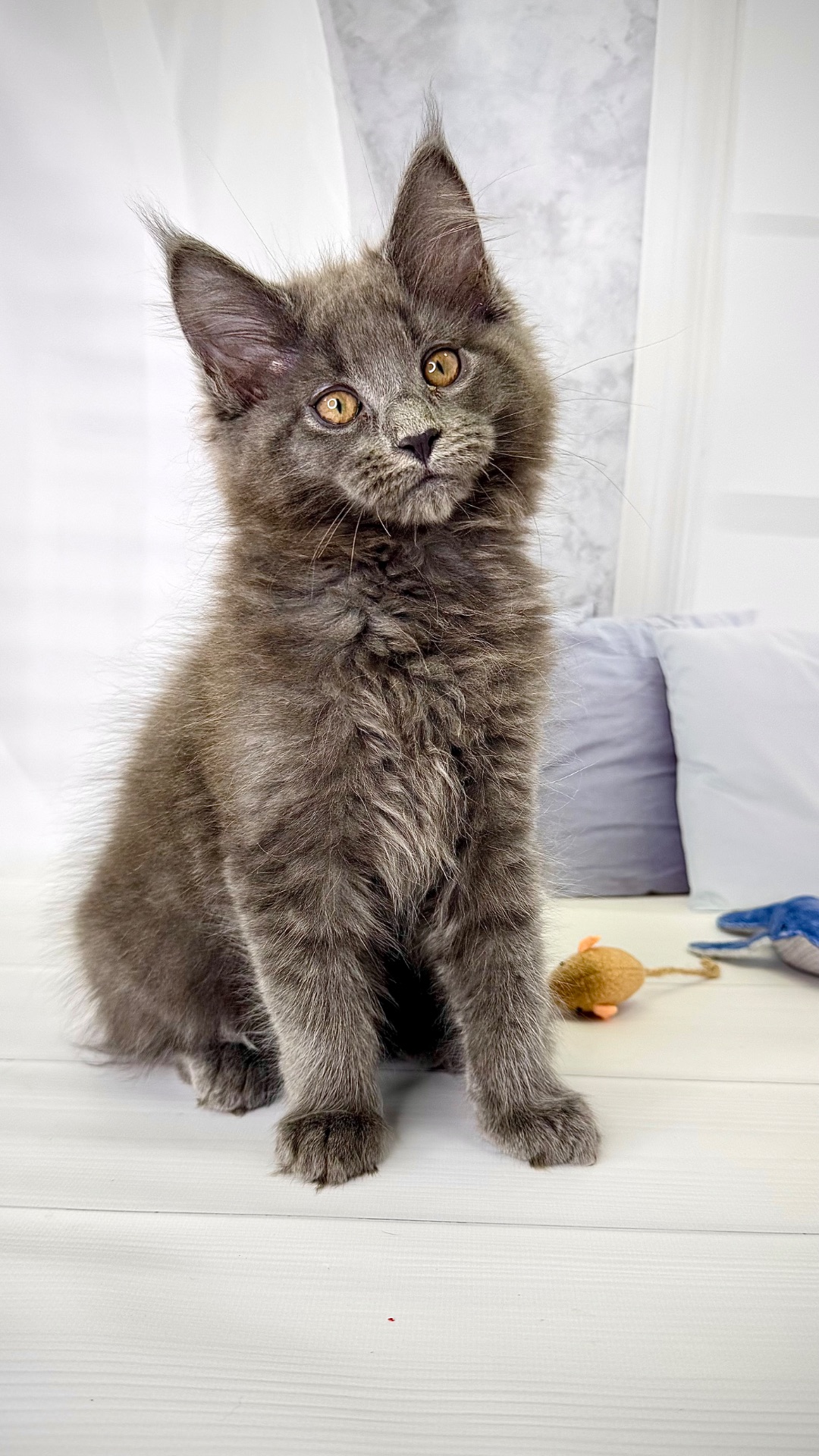 Елітна дівчинка мейн-кун