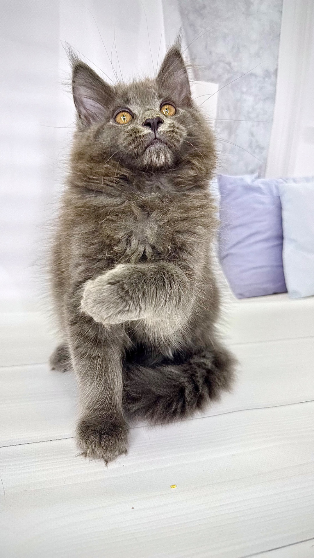 Елітна дівчинка мейн-кун