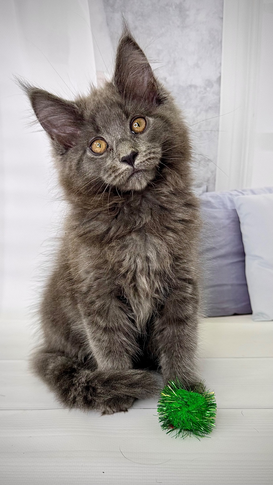 Елітна дівчинка мейн-кун