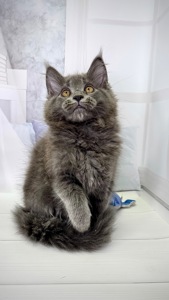 Елітна дівчинка мейн-кун