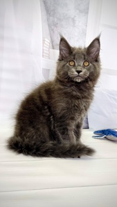 Елітна дівчинка мейн-кун