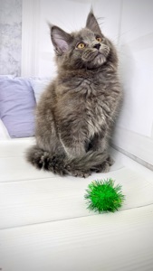 Елітна дівчинка мейн-кун