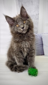 Елітна дівчинка мейн-кун