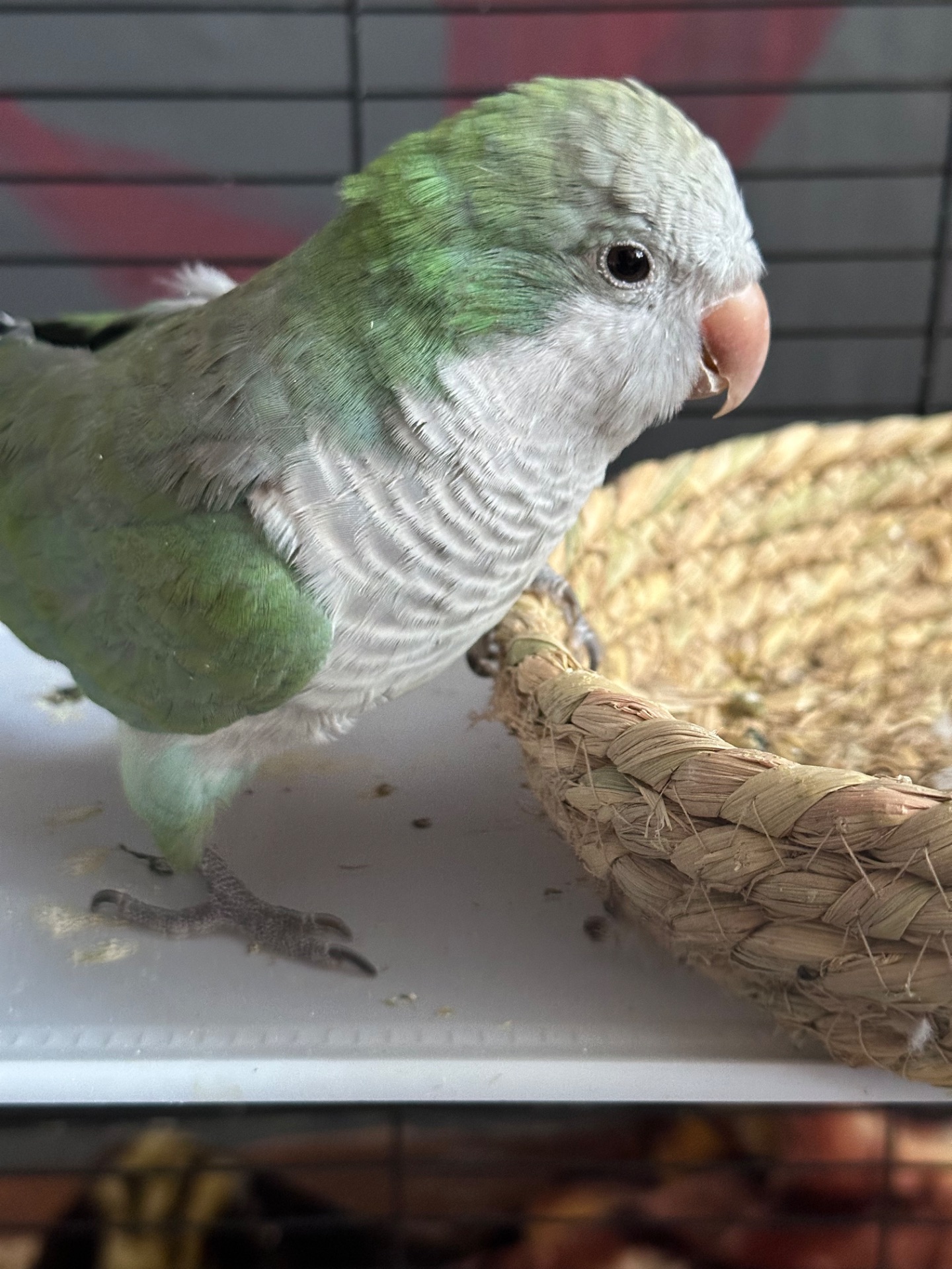 Продам монаха