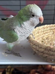 Продам монаха