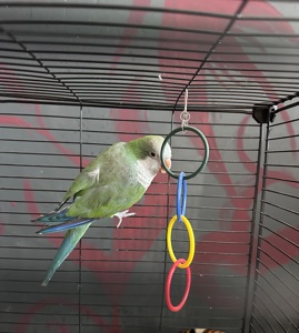 Продам монаха