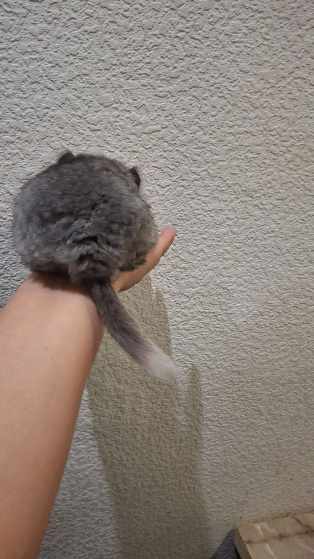 Ексклюзив: Елітні Королівські Перські Ангори до бронювання