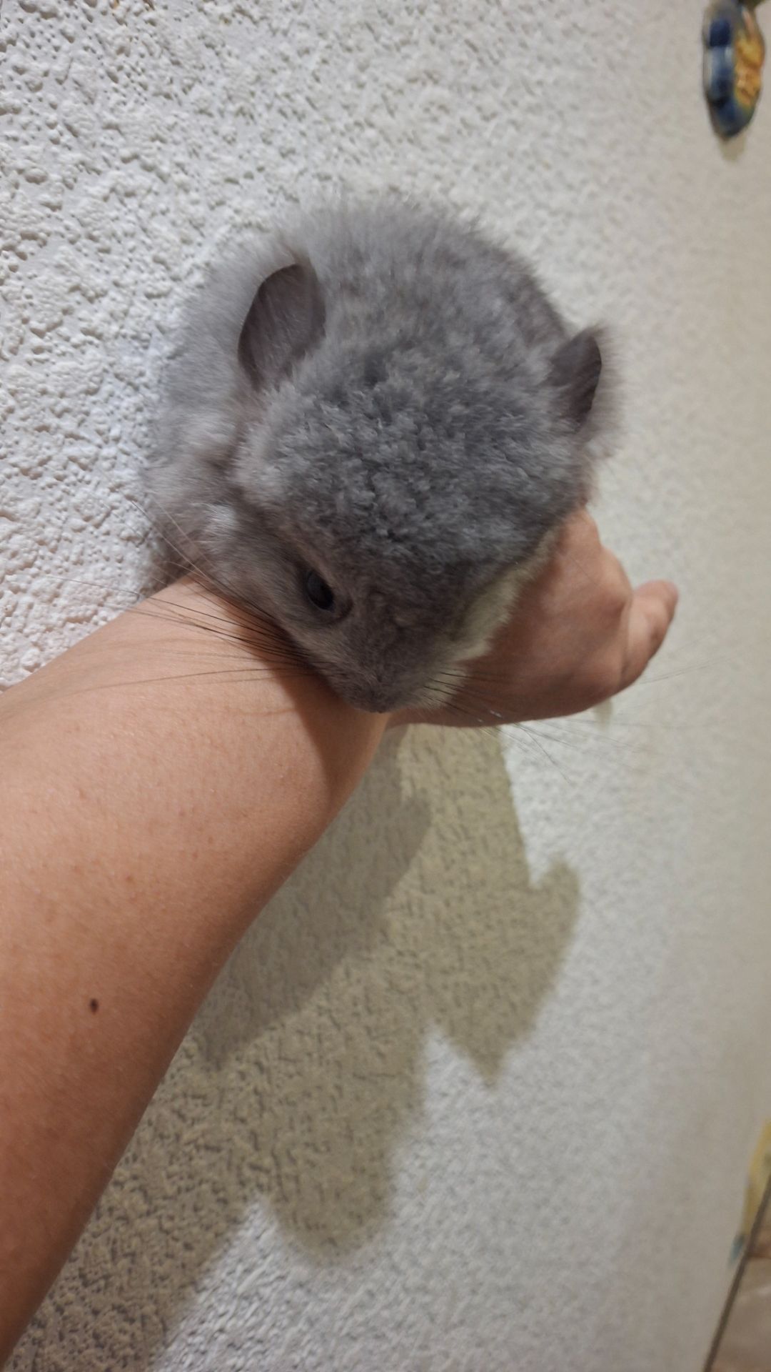 Ексклюзив: Елітні Королівські Перські Ангори до бронювання