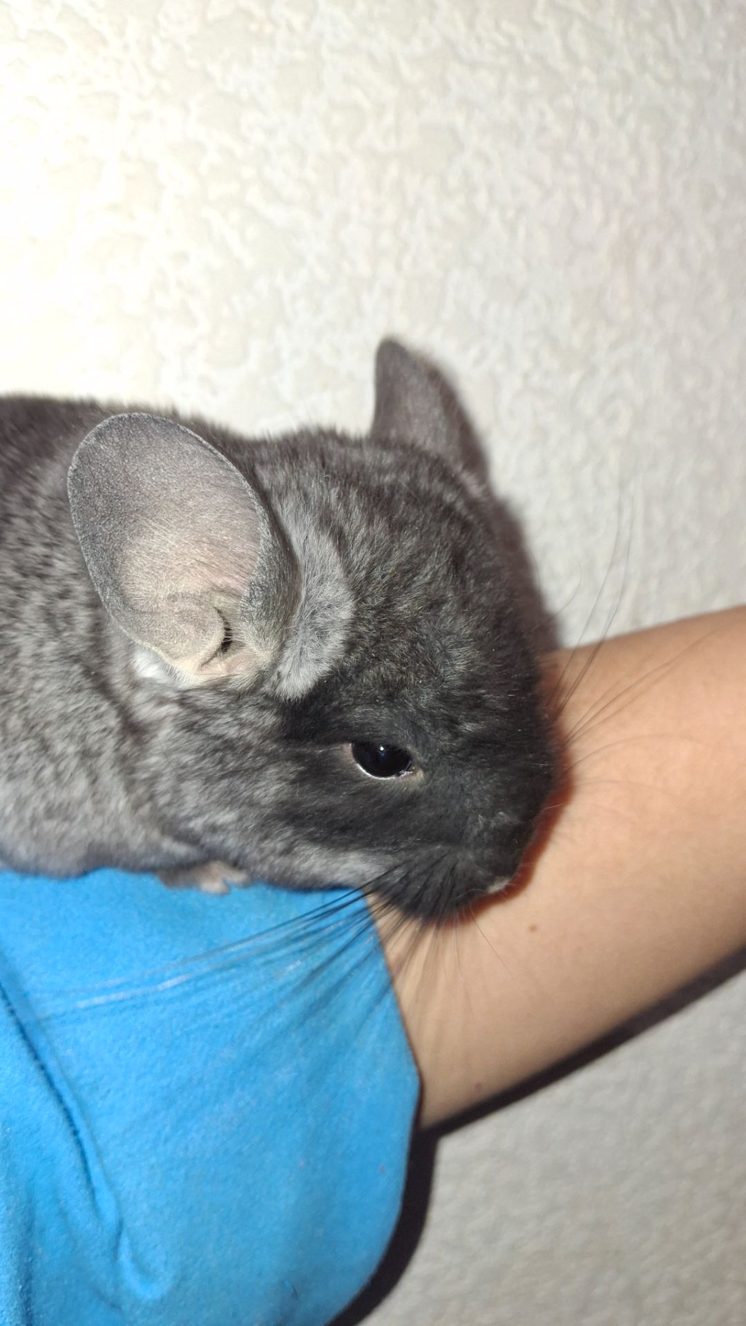 Розкішний оксамит носій фіолету