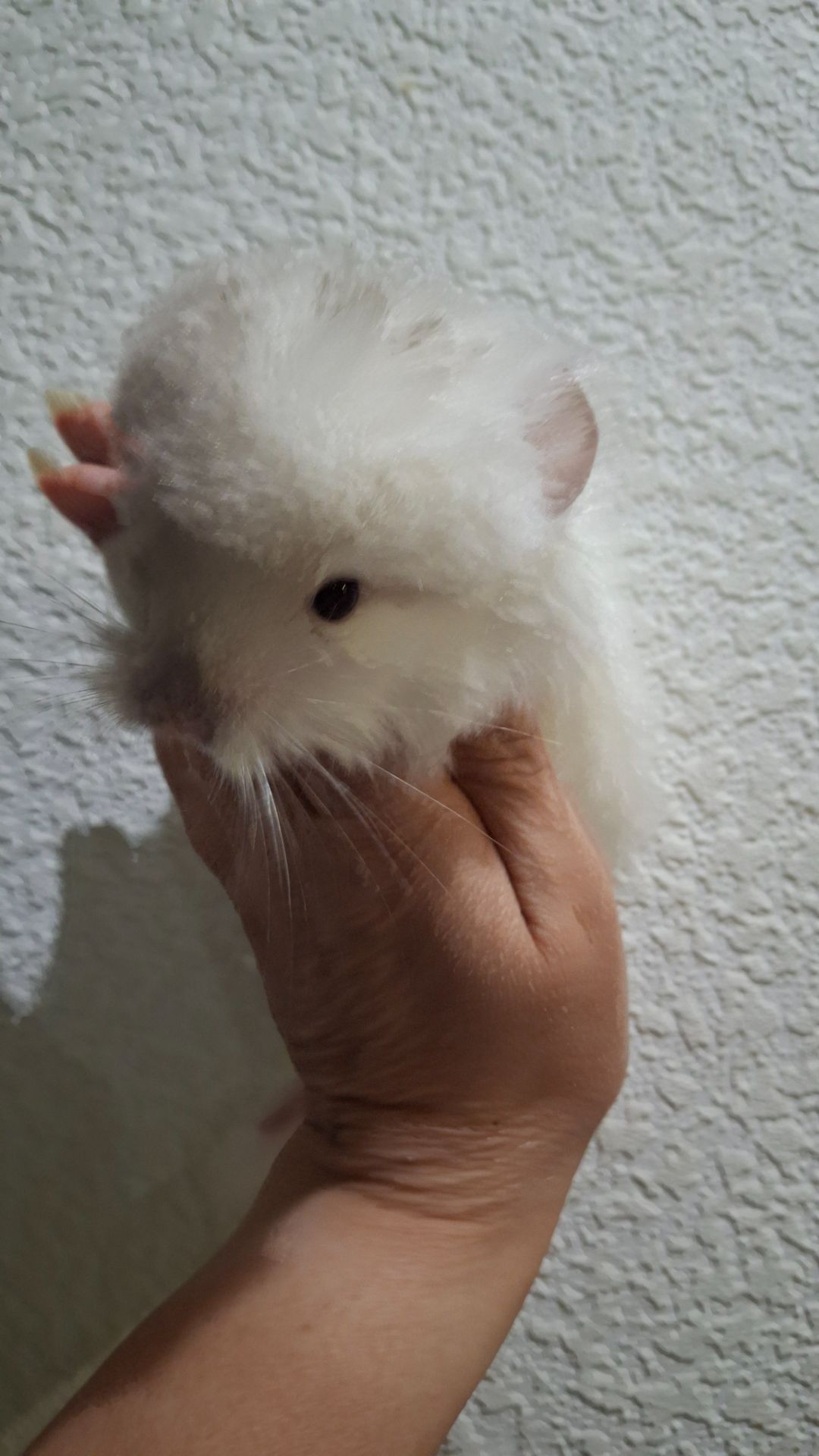 ЕКСКЛЮЗИВ: Королівська Перська Ангора «ШЕЙХ»