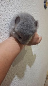 Ексклюзив: Елітні Королівські Перські Ангори до бронювання