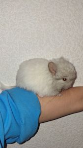 ЕКСКЛЮЗИВ: Королівська Перська Ангора «ШЕЙХ»