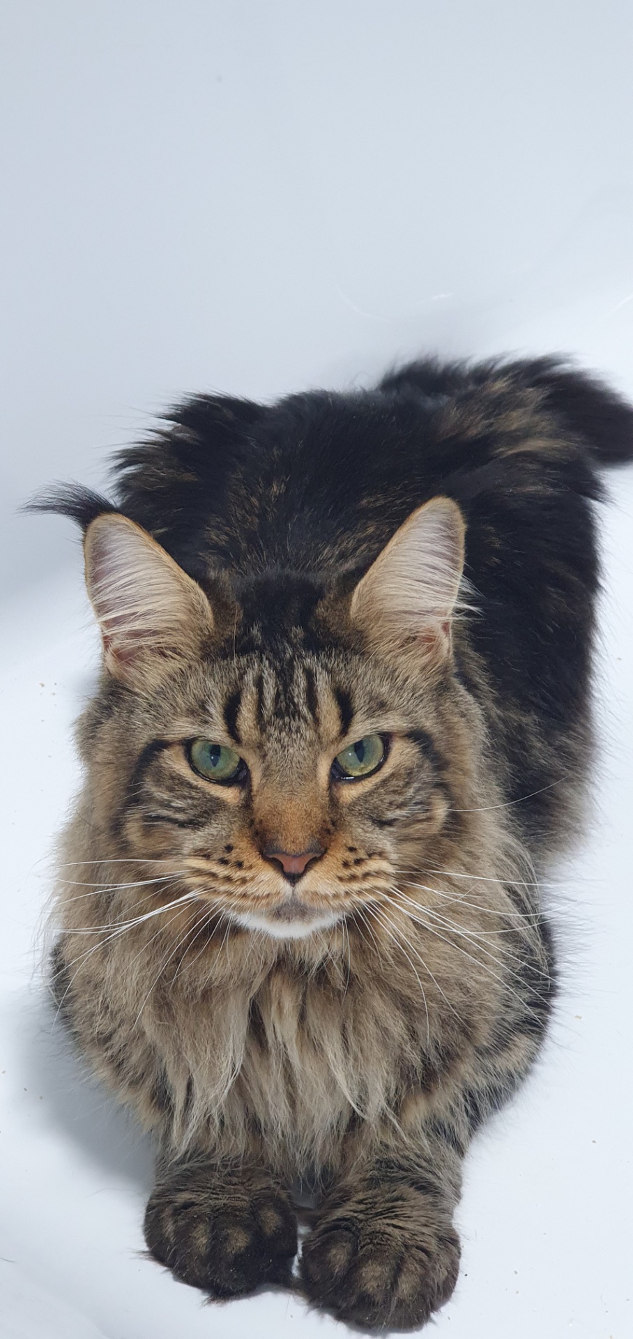 Доросла дівчинка мейн-кун