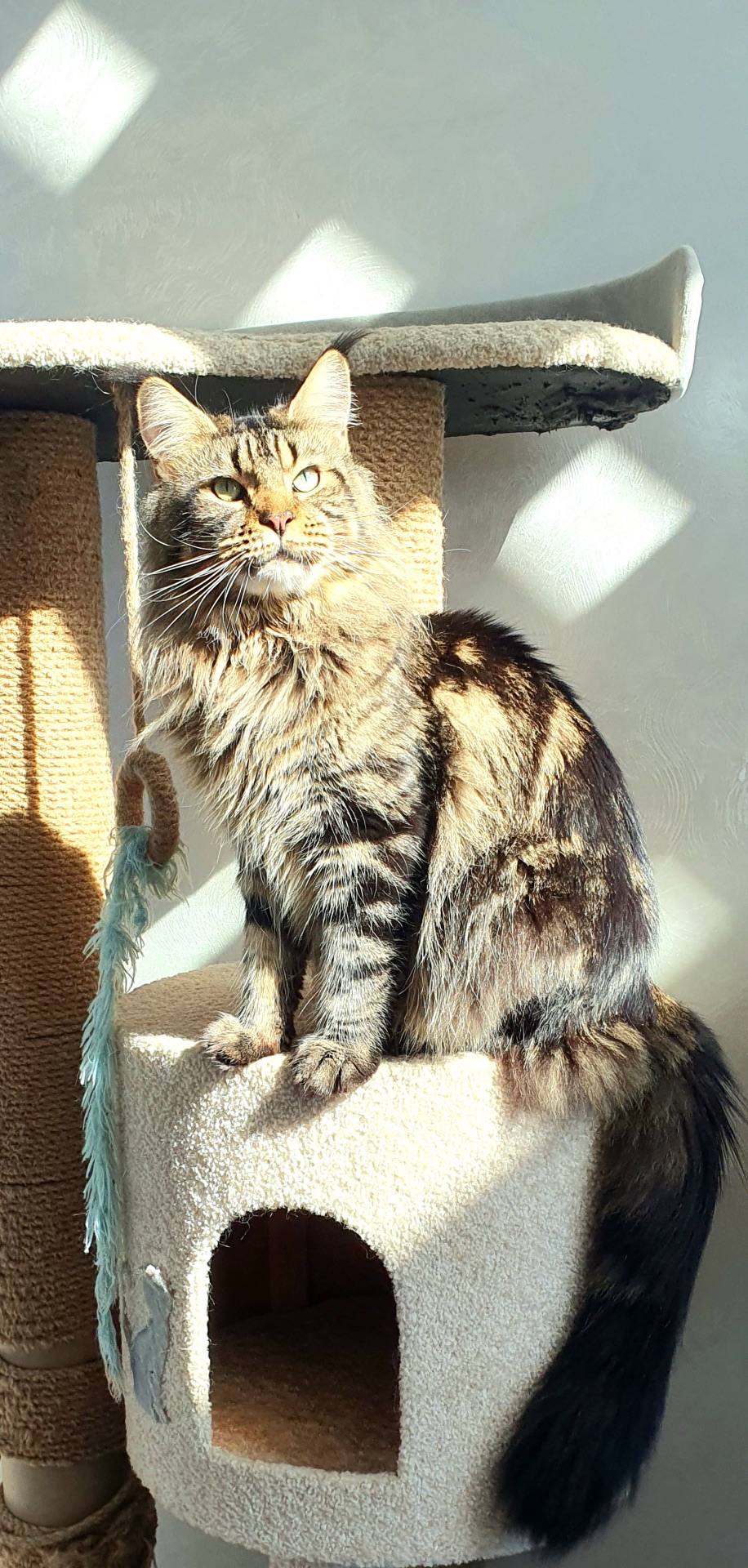 Доросла дівчинка мейн-кун