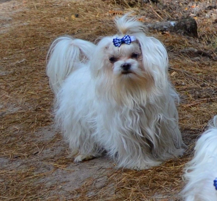 В зв’язку з від’їздом за кордон терміново продається мальтезе клуб КСУ FCI