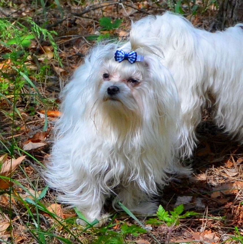 В зв’язку з від’їздом за кордон терміново продається мальтезе клуб КСУ FCI