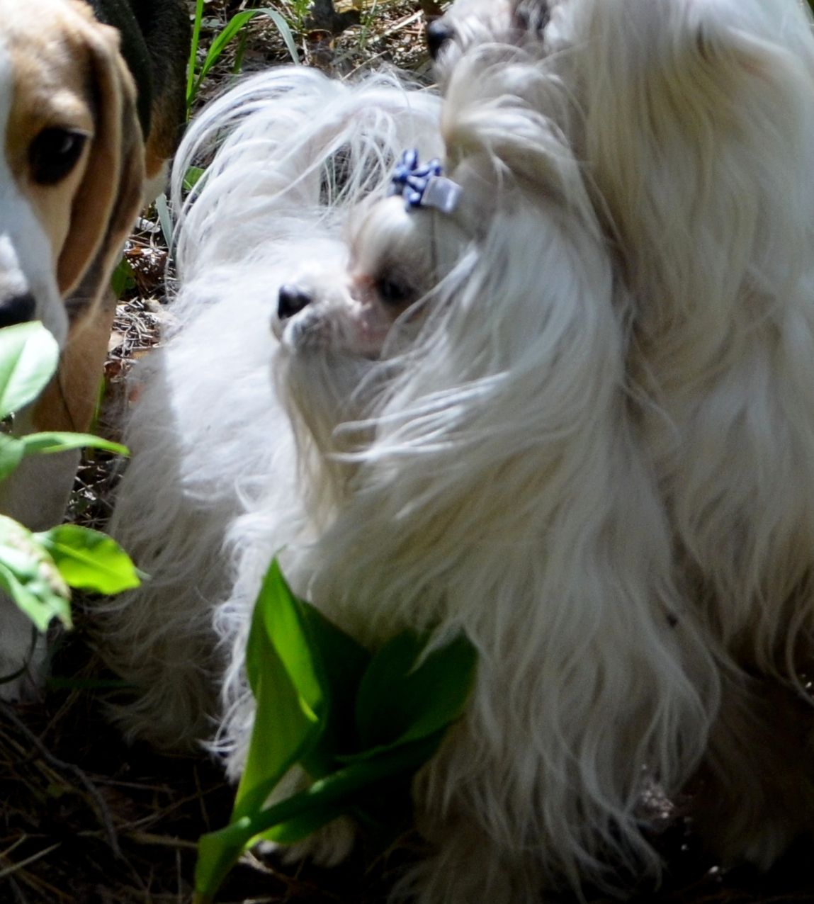 В зв’язку з від’їздом за кордон терміново продається мальтезе клуб КСУ FCI
