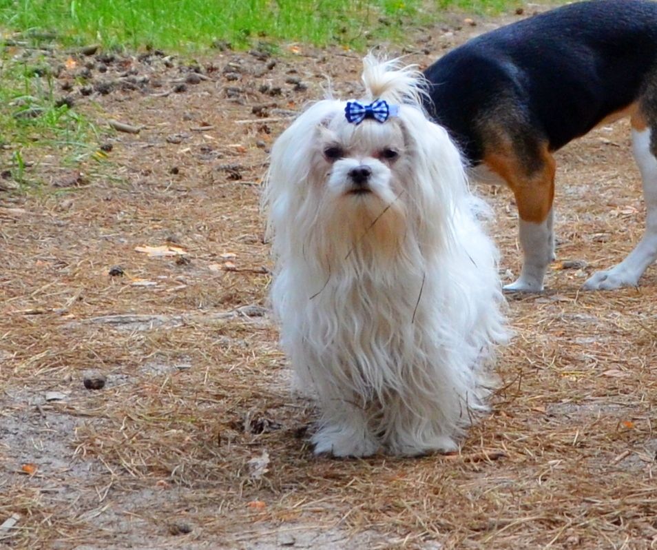 В зв’язку з від’їздом за кордон терміново продається мальтезе клуб КСУ FCI
