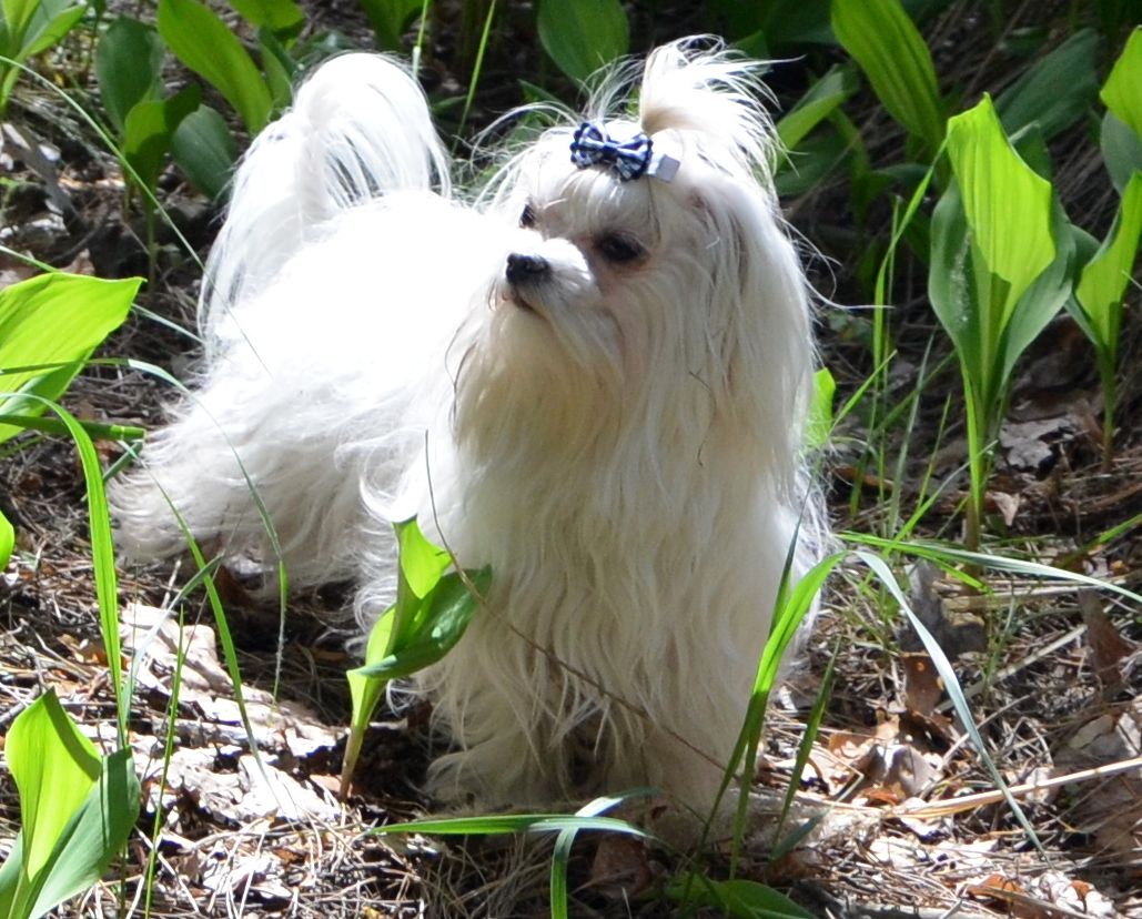 В зв’язку з від’їздом за кордон терміново продається мальтезе клуб КСУ FCI