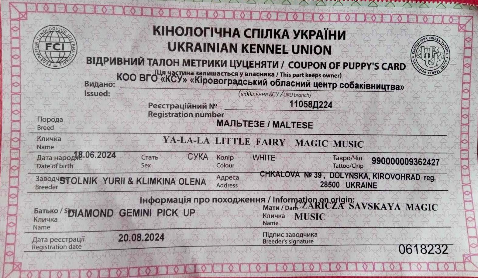 В зв’язку з від’їздом за кордон терміново продається мальтезе клуб КСУ FCI