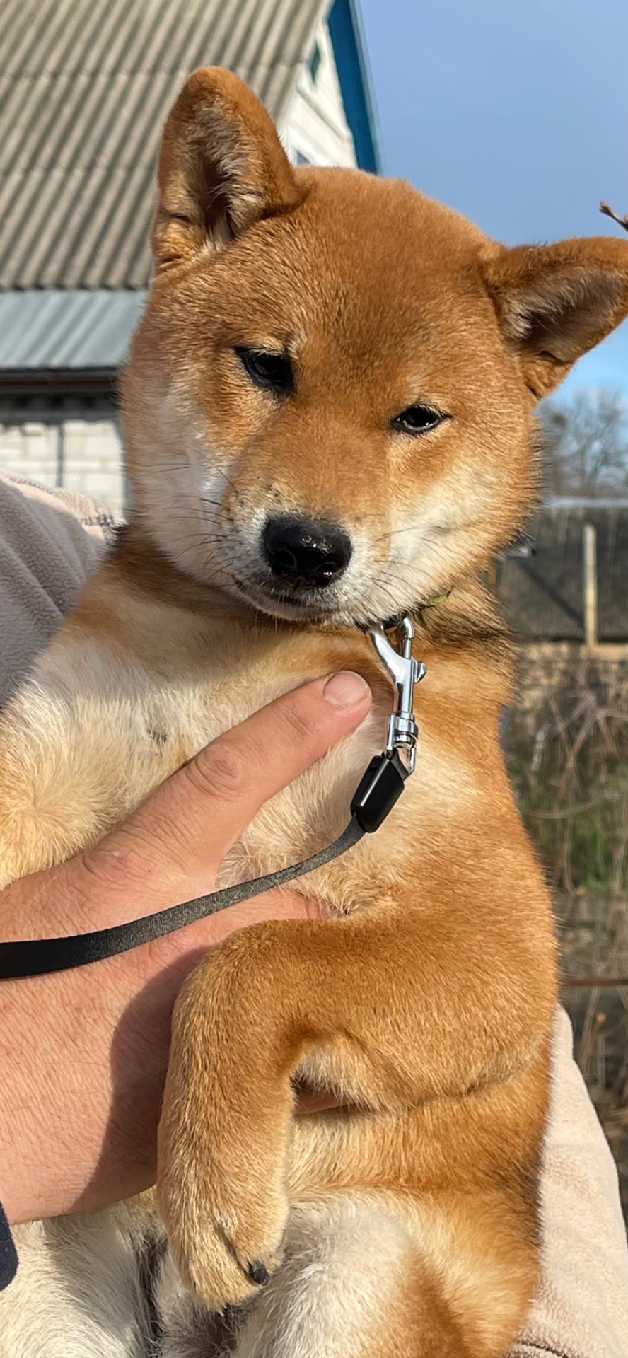 Щенки шиба/сиба ину