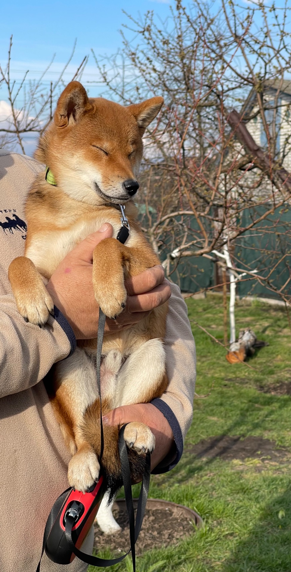 Щенки шиба/сиба ину