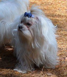 В зв’язку з від’їздом за кордон терміново продається мальтезе клуб КСУ FCI