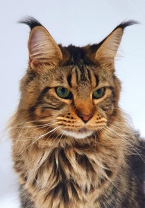 Доросла дівчинка мейн-кун