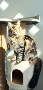 Доросла дівчинка мейн-кун