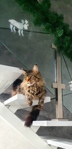 Доросла дівчинка мейн-кун