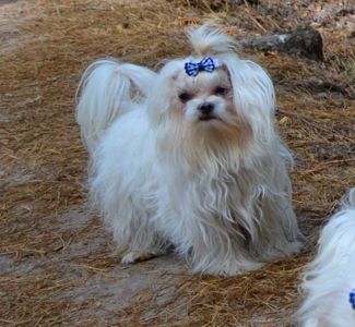 В зв’язку з від’їздом за кордон терміново продається мальтезе клуб КСУ FCI