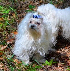 В зв’язку з від’їздом за кордон терміново продається мальтезе клуб КСУ FCI