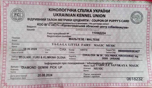 В зв’язку з від’їздом за кордон терміново продається мальтезе клуб КСУ FCI