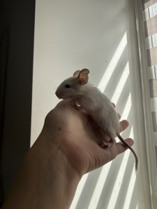 Сонячні дегу шукають люблячу родину! ☀️🐿️