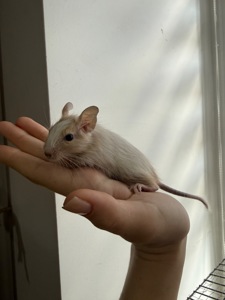 Сонячні дегу шукають люблячу родину! ☀️🐿️