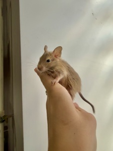 Сонячні дегу шукають люблячу родину! ☀️🐿️