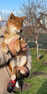 Щенки шиба/сиба ину