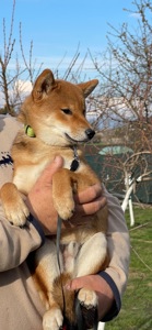 Щенки шиба/сиба ину