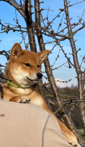 Щенки шиба/сиба ину