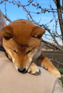 Щенки шиба/сиба ину