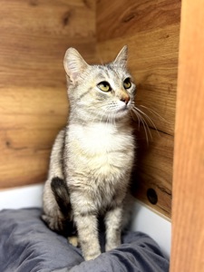 Метис шотландця