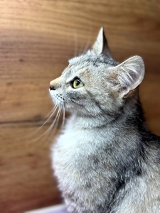 Метис шотландця