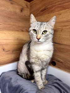 Метис шотландця